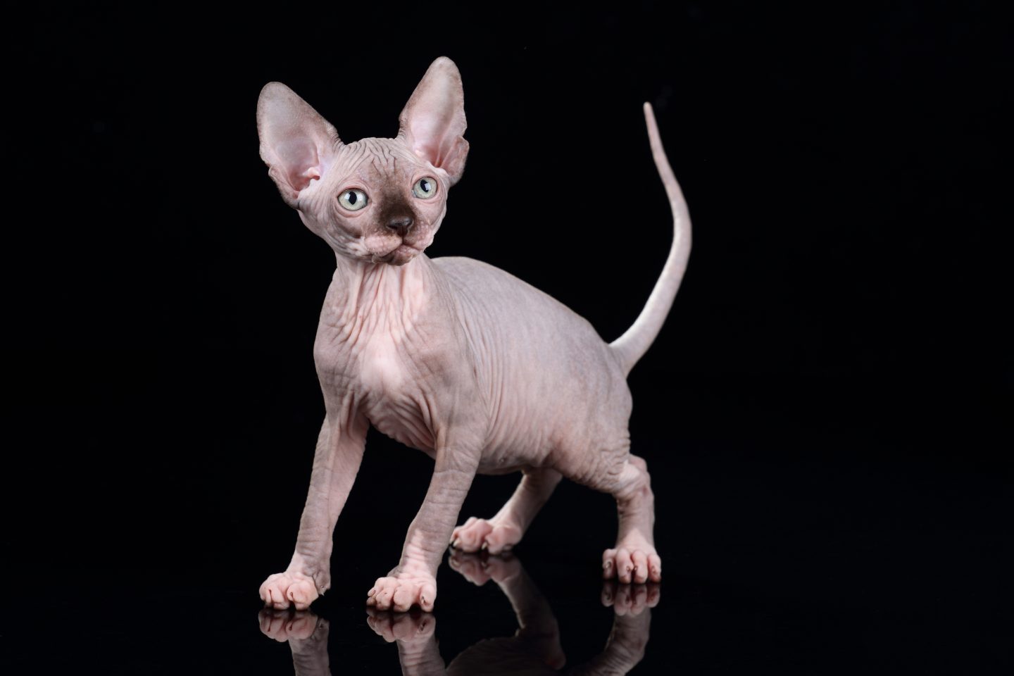 ugly hairless cat