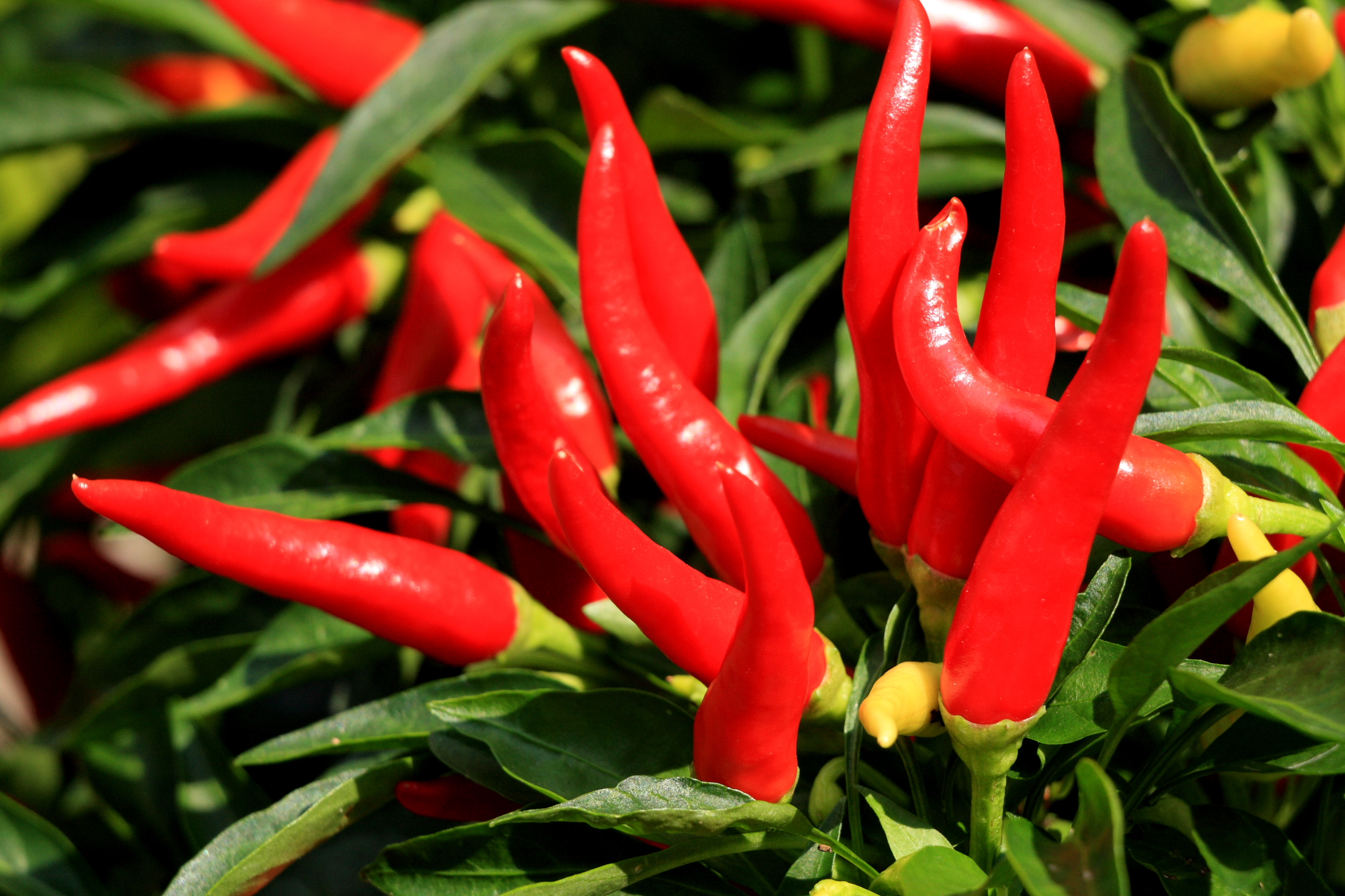This spicy pepper includes a phytochemical called capsaicin that has proven...