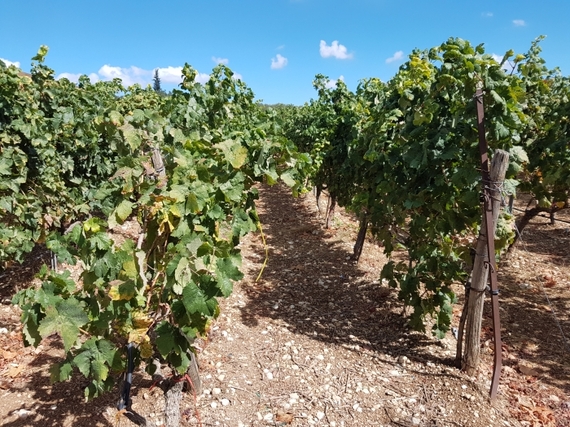 2017-03-12-1489341297-2565626-Lyrarakis_Winery_Crete_1_vines.jpg