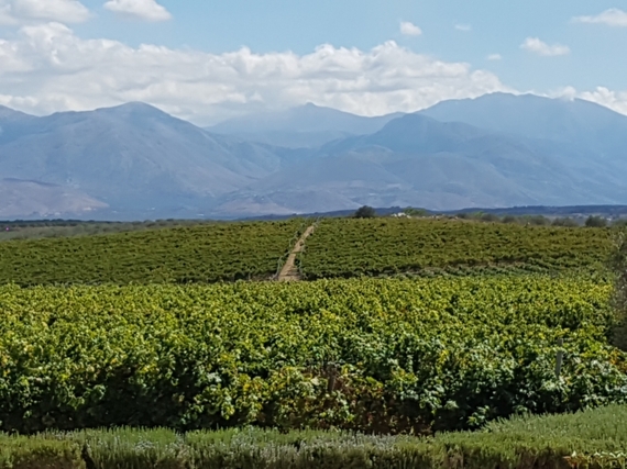 2017-03-12-1489341341-4451838-Lyrarakis_Winery_Crete_2_vineyard.jpg