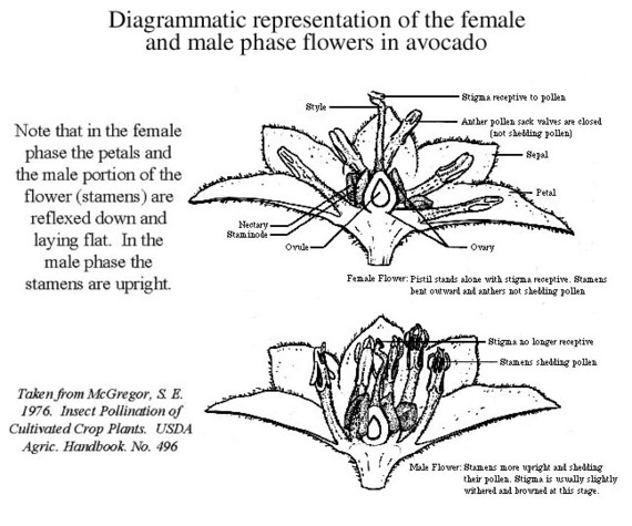 2017-04-06-1491463309-9940565-AvoFlower.jpg