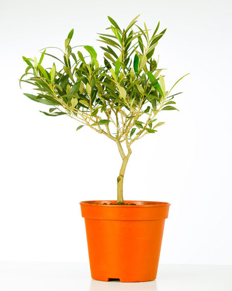 2017-05-02-1493705674-3792156-shutterstock_5272452522768x963.jpg