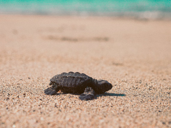 Beachfront Glamping In Mexico: The Alternative Spring Break | HuffPost ...