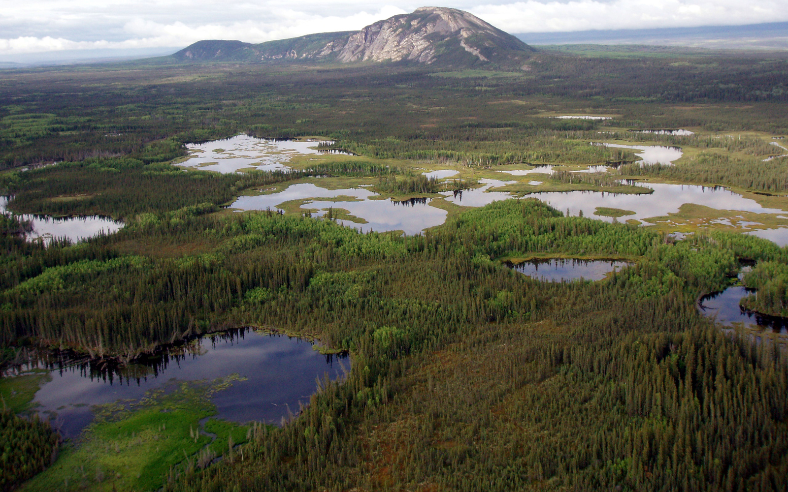 How do we save Canada's boreal forest?