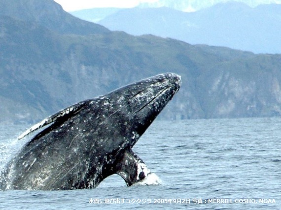 2017-06-06-1496738520-2701452-Gray_whale_Merrill_Gosho_NOAA2_CROP_2640x480.jpg