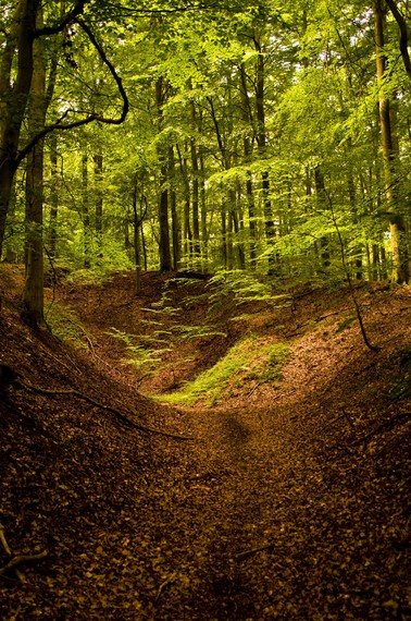 2017-07-12-1499882481-7588868-Wald43.jpg