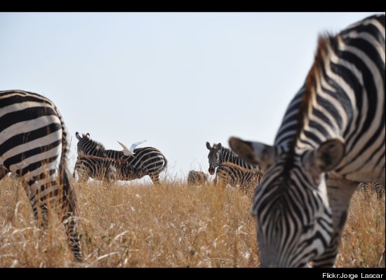 2014-01-12-NairobiNationalPark.jpg